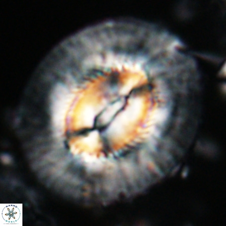 Coccolithus eopelagicus VR 027884