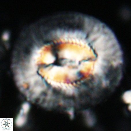 Coccolithus eopelagicus VR 027885