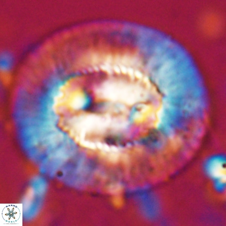 Coccolithus eopelagicus VR 027886
