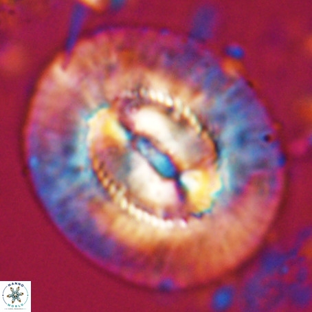 Coccolithus eopelagicus VR 027887