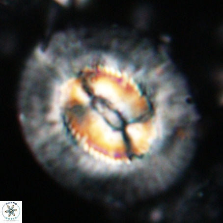 Coccolithus eopelagicus VR 027888