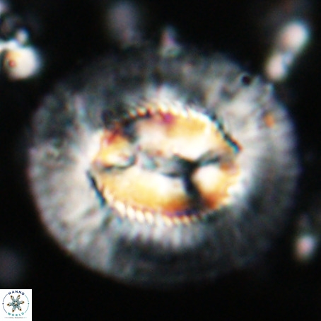 Coccolithus eopelagicus VR 027889