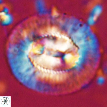 Coccolithus eopelagicus VR 027890