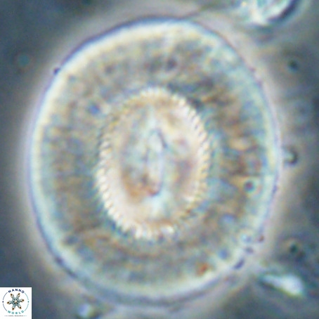 Coccolithus eopelagicus VR 027897