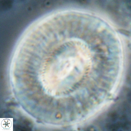 Coccolithus eopelagicus VR 027898