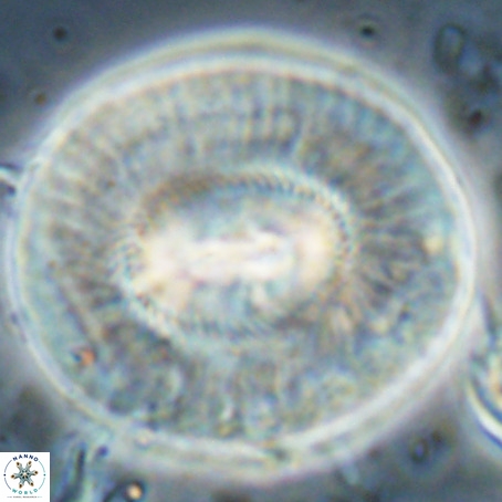Coccolithus eopelagicus VR 027899
