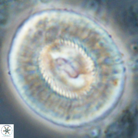 Coccolithus eopelagicus VR 027900