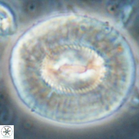 Coccolithus eopelagicus VR 027901