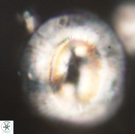 Coccolithus eopelagicus VR 32440