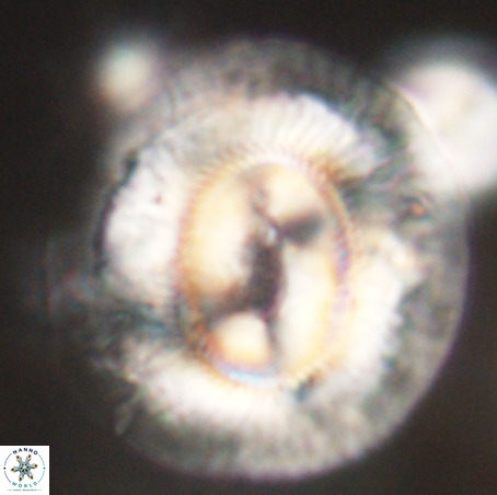 Coccolithus eopelagicus VR 32441