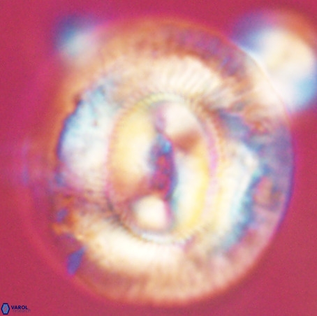 Coccolithus eopelagicus VR 32442
