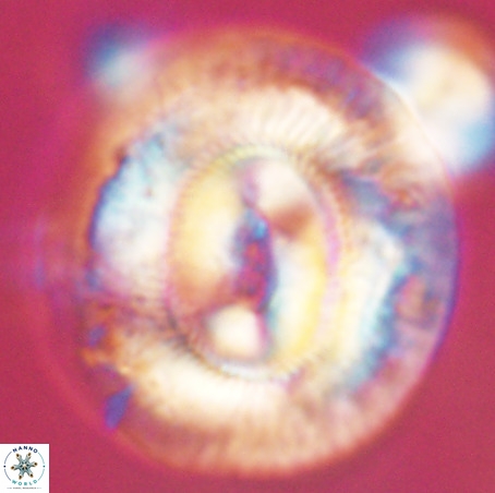 Coccolithus eopelagicus VR 32442