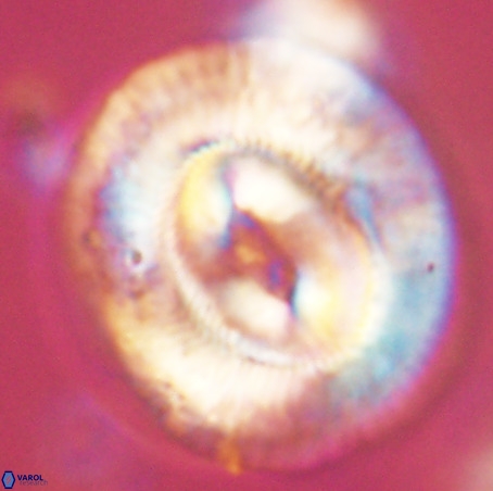 Coccolithus eopelagicus VR 32443