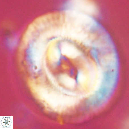 Coccolithus eopelagicus VR 32443