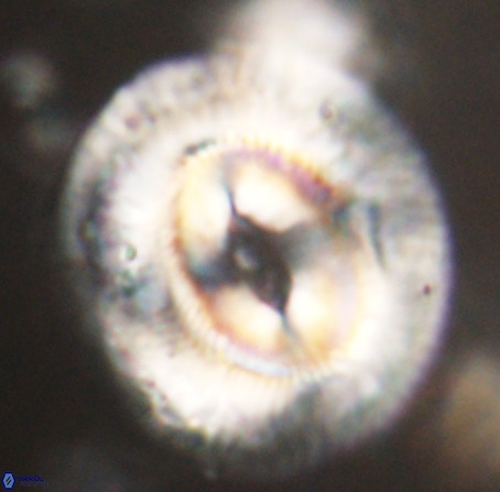 Coccolithus eopelagicus VR 32444