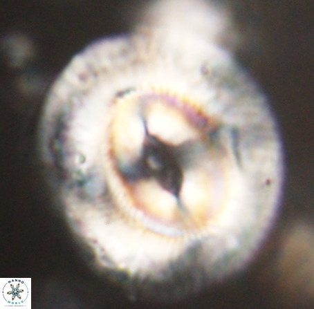 Coccolithus eopelagicus VR 32444