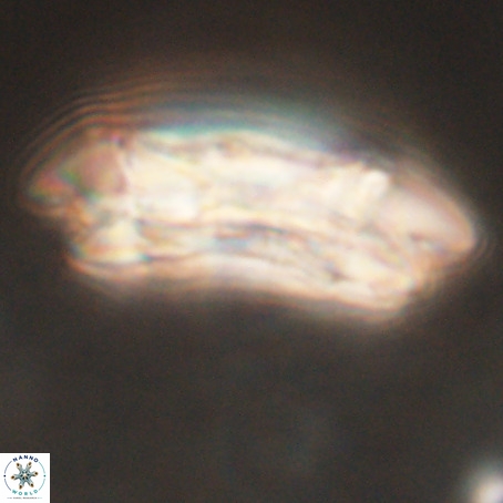 Coccolithus eopelagicus VR 32446