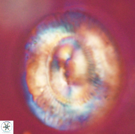 Coccolithus eopelagicus VR 32450