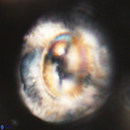 Coccolithus eopelagicus VR 32452