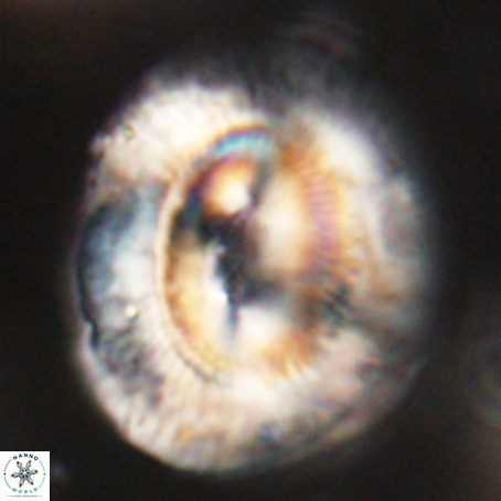 Coccolithus eopelagicus VR 32452