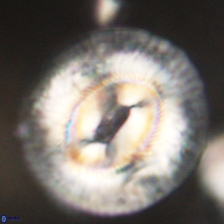 Coccolithus eopelagicus VR 32437
