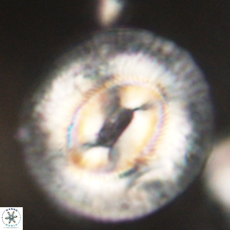 Coccolithus eopelagicus VR 32437