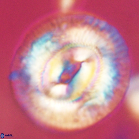 Coccolithus eopelagicus VR 32438