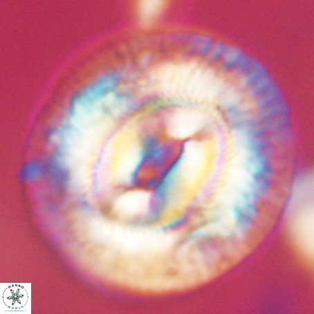 Coccolithus eopelagicus VR 32438