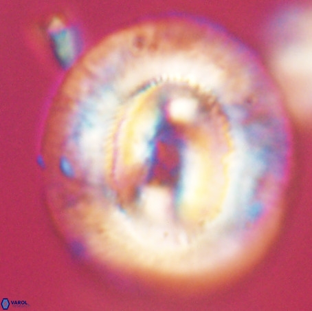 Coccolithus eopelagicus VR 32439