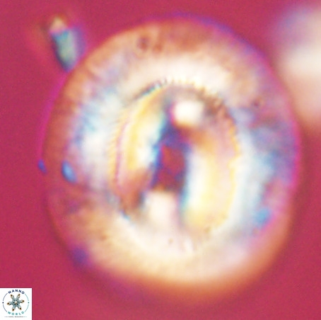 Coccolithus eopelagicus VR 32439