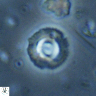 Coccolithus foraminis 43393