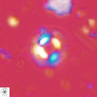 Coccolithus foraminis 43398
