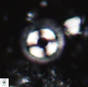 Coccolithus formosus 24028