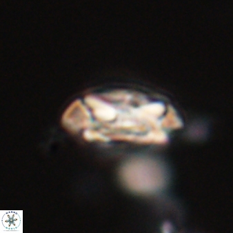 Coccolithus formosus 24183