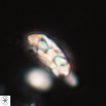 Coccolithus formosus 24186