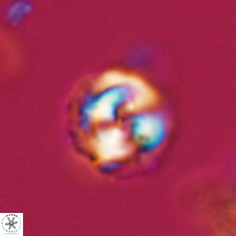 Coccolithus formosus 24188