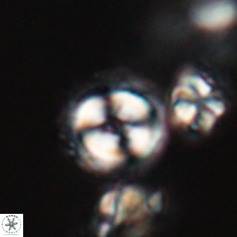 Coccolithus formosus 24191
