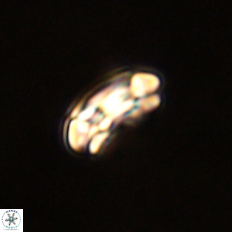 Coccolithus formosus VR 00894