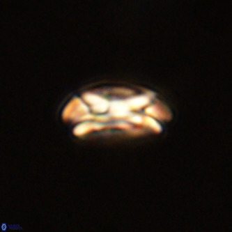 Coccolithus formosus VR 00897