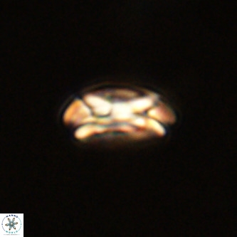 Coccolithus formosus VR 00897