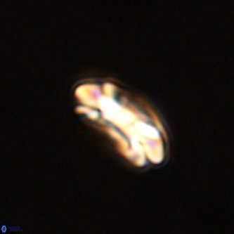 Coccolithus formosus VR 00898