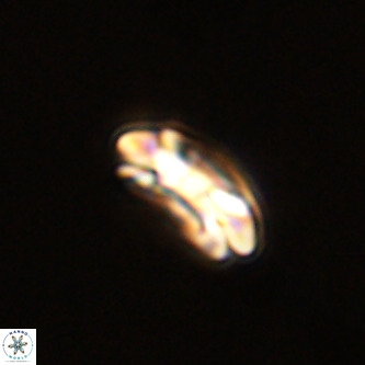 Coccolithus formosus VR 00898