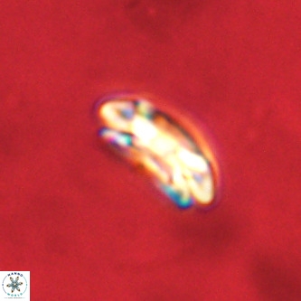 Coccolithus formosus VR 00899
