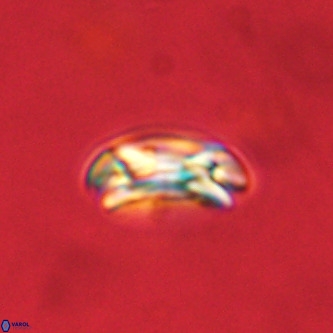 Coccolithus formosus VR 00903