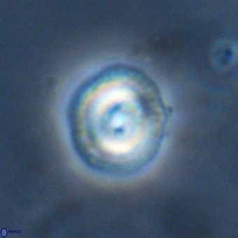 Coccolithus formosus VR 00908