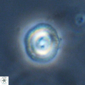 Coccolithus formosus VR 00908