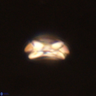 Coccolithus formosus VR 00909