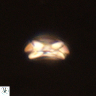 Coccolithus formosus VR 00909