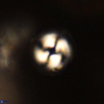 Coccolithus formosus VR 00919