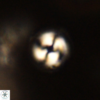Coccolithus formosus VR 00919
